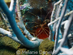 -------->
Arrow crab with anemone and sea rods by Melanie Daneluk 